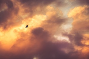 bird-flying-clouds-cloudy