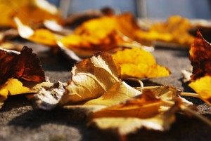 leaf-blur-leaves-ground